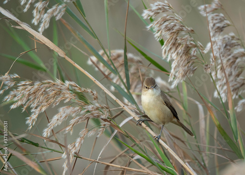 The clamorous reed warbler is an Old World warbler