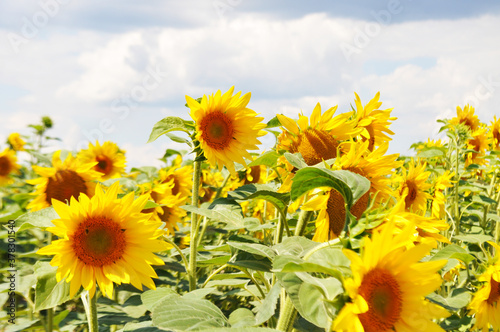 Bright  yellow flowers of sunflowers in their natural environment  field of sunflowers  close-up