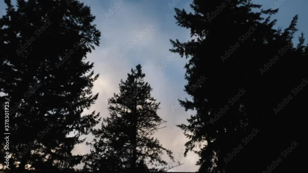 clouds blowing past silhouetted pine trees clouds blowing past silhouetted pine trees