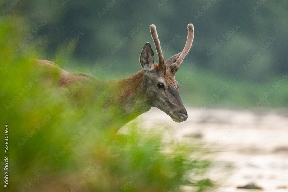 Obraz premium Red Deer in the river. Carpathian Mountains. Poland.