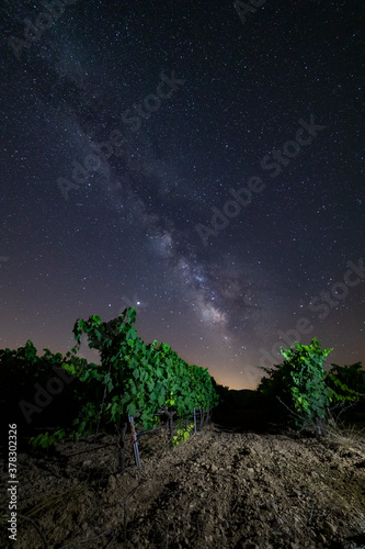 milky way in a vineyard