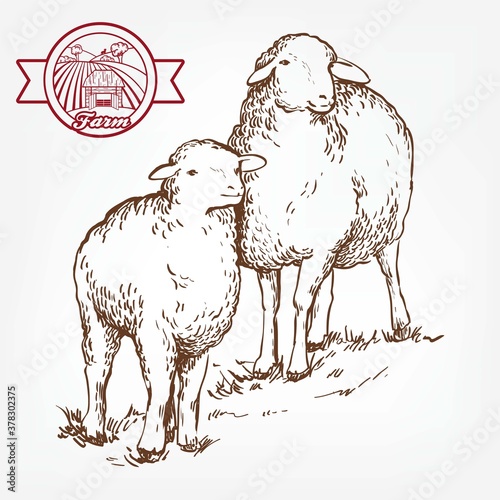 sketch of sheep drawn by hand. animal husbandry