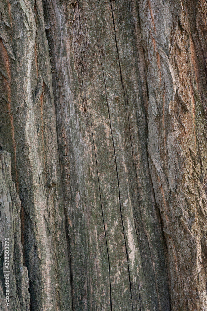 Real Thick Bark Wood Tree Texture, Bark Of Tree, Rough Surface Pattern, Background, Shallow depth of field.
Real Thick Bark Wood Tree Texture, Bark Of Tree, Rough Surface Pattern, Background, Shallow depth of field.