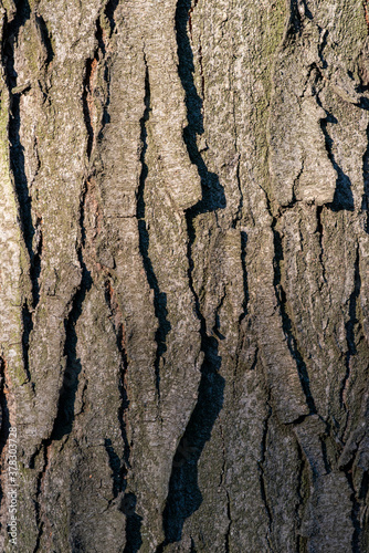 Real Thick Bark Wood Tree Texture, Bark Of Tree, Rough Surface Pattern, Background, Shallow depth of field. 