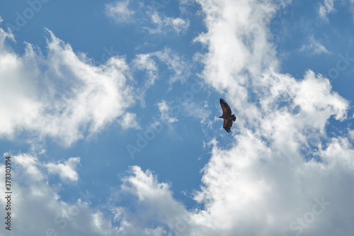 A griffon vulture flies over La Pedriza in the Sierra de Guadarrama National Park. Madrid's community. Spain.
