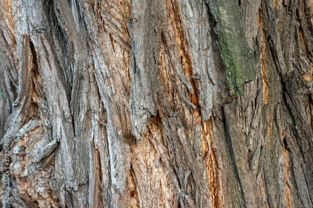 Real thick tree bark covered with moss and fungi, Tree Texture, Bark Of Tree, Rough Surface Pattern, Background, Shallow depth of field. Real thick tree bark covered with moss and fungi, Tree Texture, Bark Of Tree, Rough Surface Pattern, Background, Shallow depth of field.