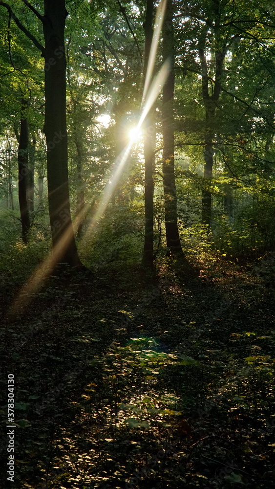 Fototapeta premium Haard