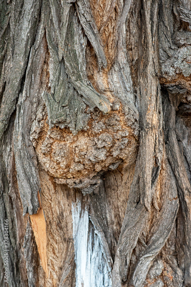 Real Thick Bark Wood Tree Texture,  Bark Of Tree, Rough Surface Pattern, Background, Shallow depth of field.
