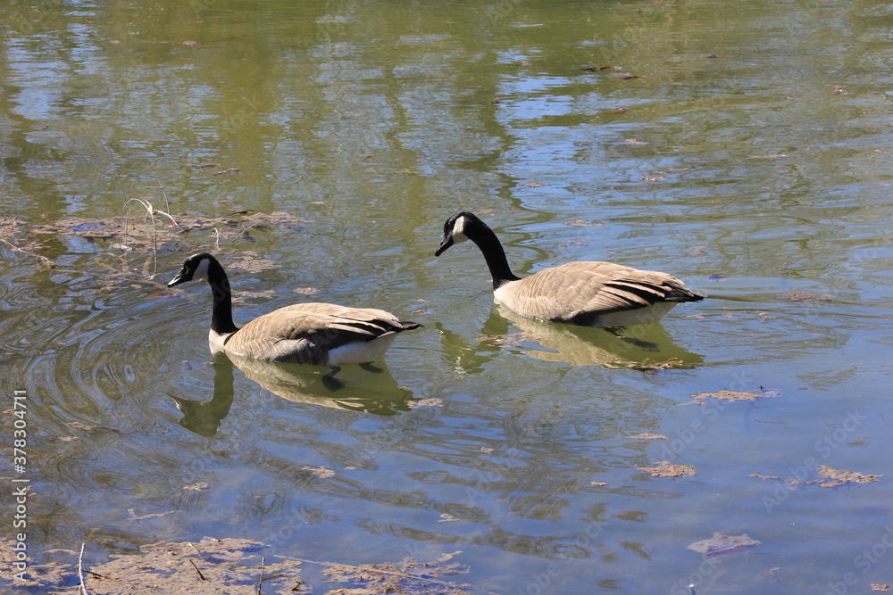 Obraz premium country goose family on a pond in Hutchinson Kansas USA.