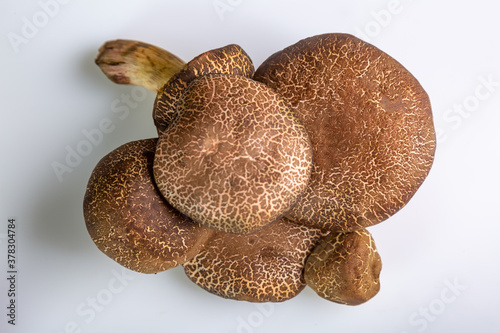 Group of jersey cow mushrooms on a white background close-up. View from above. Horizontal orientation. High quality photo. photo