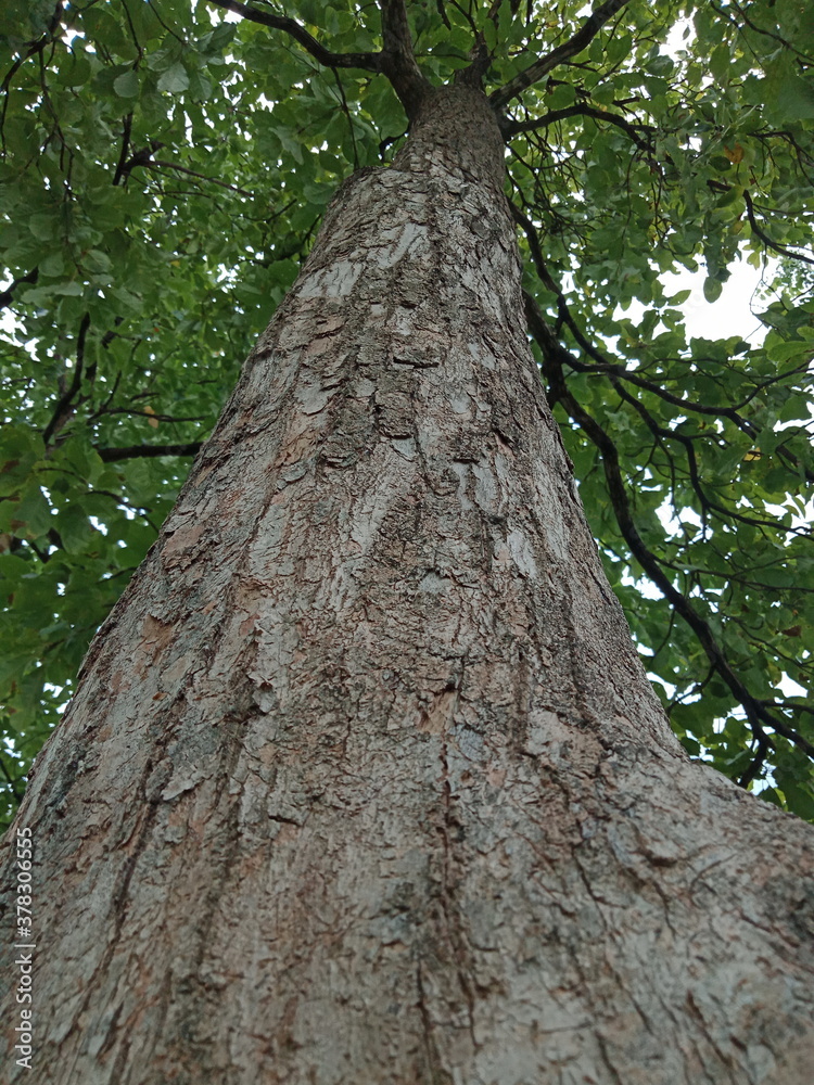 trunk of a tree trunk of a tree
