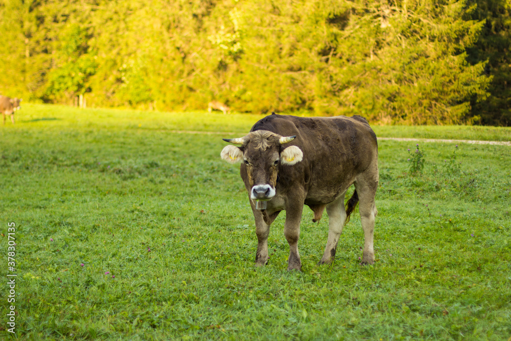 Jungtiere im herbstichen morgenlicht im Achtal Jungtiere im herbstichen morgenlicht im Achtal