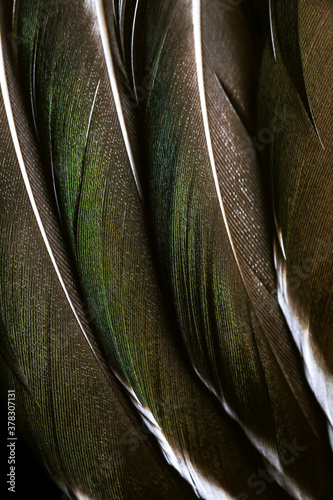 Detailed macro photo of Several brown duck feathers with green tint lying symmetrically with natural shining