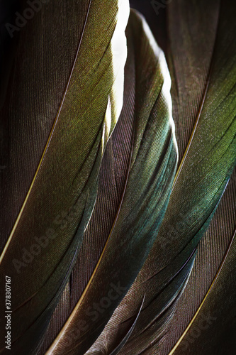 Detailed macro photo of Several brown duck feathers with green tint lying symmetrically with natural shining