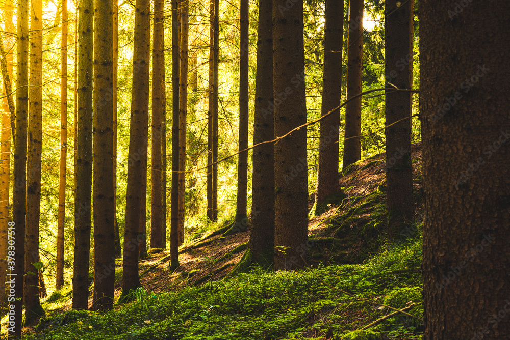 Obraz premium Beautiful green forest with sun rays coming through.