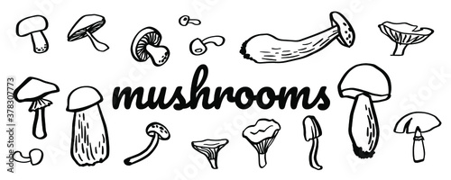 Mushroom hand drawing sketch vector illustration. Cep, chanterelles, champignon, milk mushrooms, honey mushrooms, toadstool. Set of organic food isolated on white background.