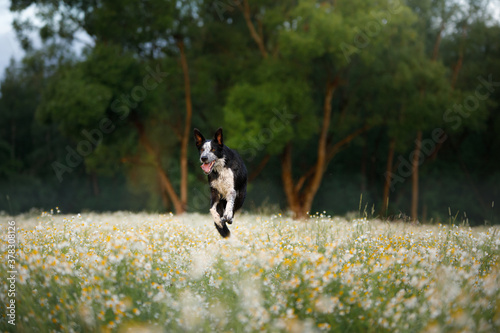 dog in a field of daisies. Border collie in nature.