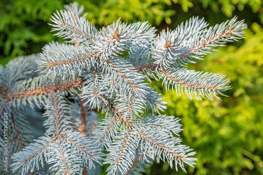 Rich textured leaves of evergreen coniferous tree Rich textured leaves of evergreen coniferous tree