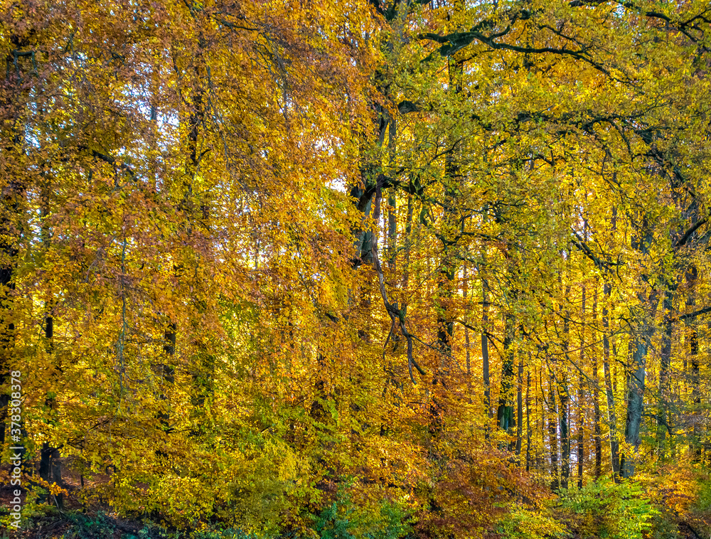 idyllic forest scenery at autumn time idyllic forest scenery at autumn time