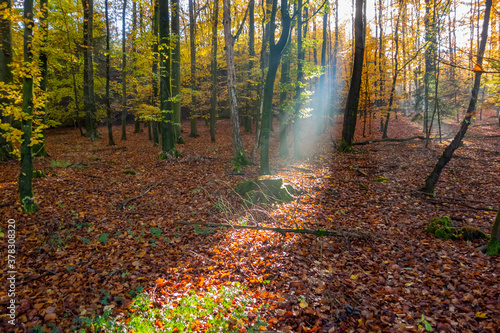 sunbeam in a forest