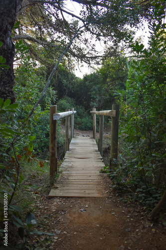 Small wooden bridge in the middle of a green forest.
