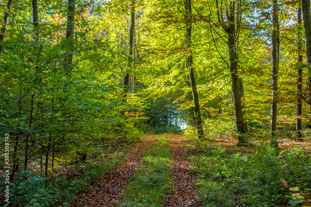 idyllic forest scenery at autumn time