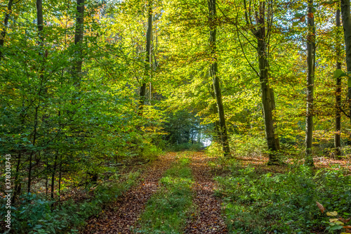 Fototapeta Naklejka Na Ścianę i Meble -  idyllic forest scenery at autumn time