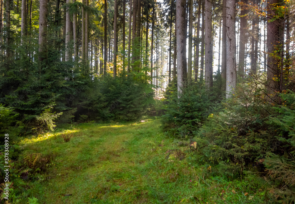 Obraz premium idyllic forest scenery at autumn time