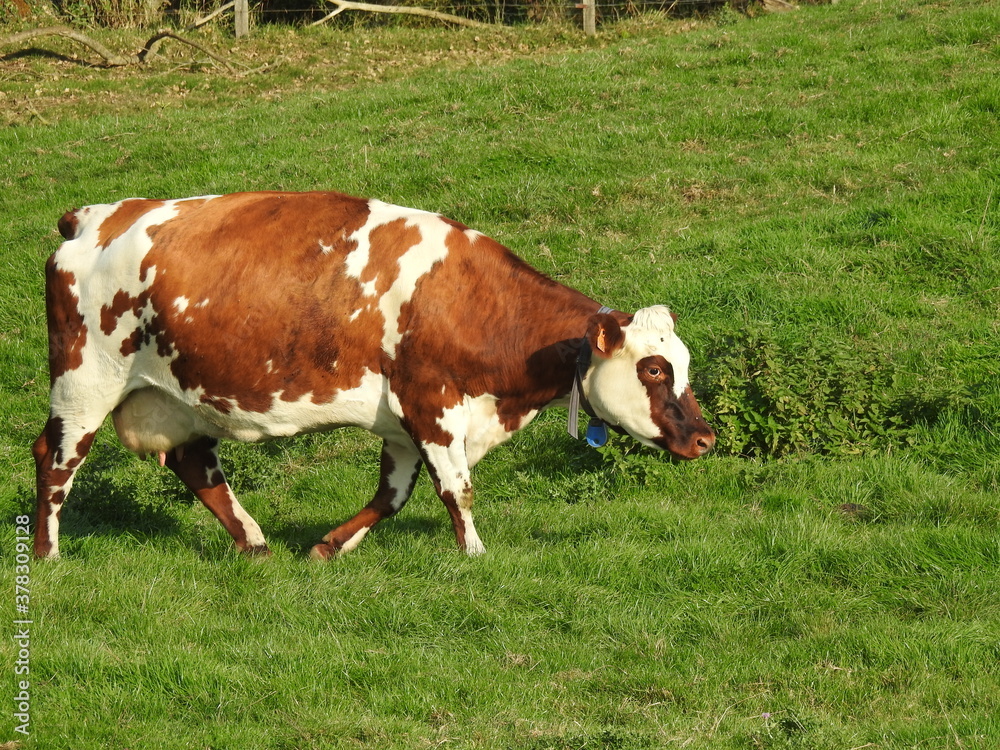 vache vache