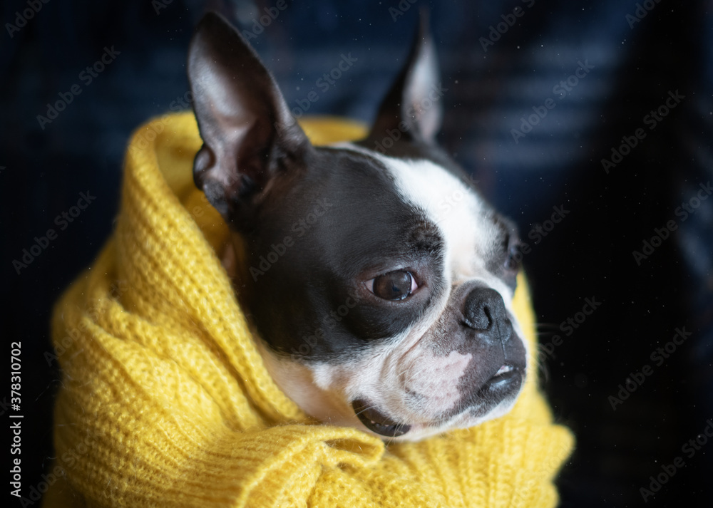 Autumn portrait of a Boston Terrier dog wrapped in a warm cozy yellow sweater at home.