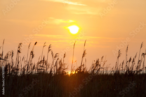 Silhouette of grass and sea water on yellow sky with sun disk on sunset. Estonia. Saaremaa island