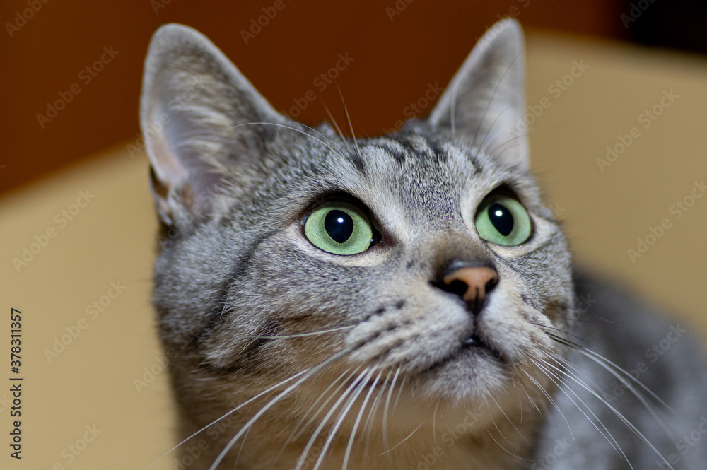 Obraz premium 見つめる猫 サバトラ猫