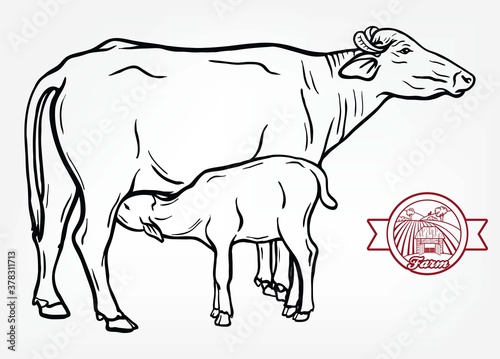 breeding cow. animal husbandry. livestock illustration on a white