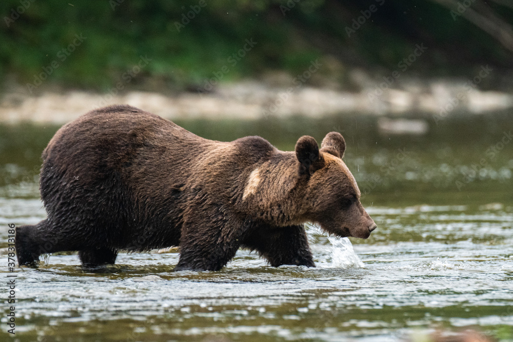 Brown Bear (Ursus arctos) in the natural habitat. Carpathian Mountains, Bieszczady, Poland. Brown Bear (Ursus arctos) in the natural habitat. Carpathian Mountains, Bieszczady, Poland.