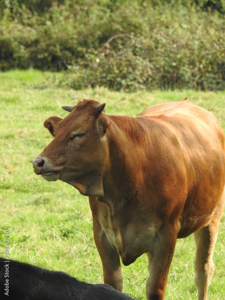 vache vache