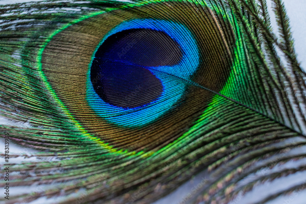 Fototapeta premium Various views of a peacock feather