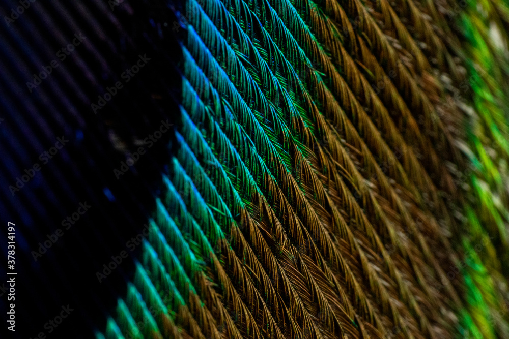 Obraz premium Various views of a peacock feather