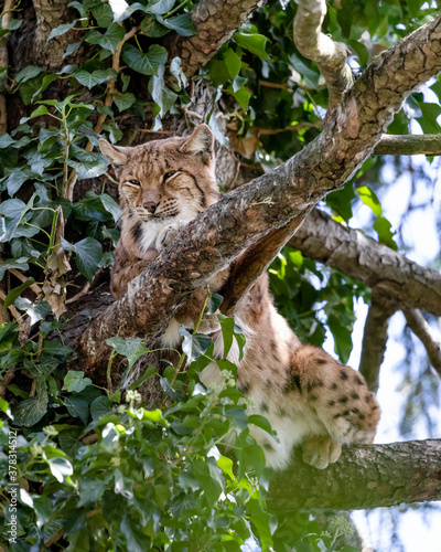 Eurasian Lynx  Lynx Lynx  Lying in a tree relaxing