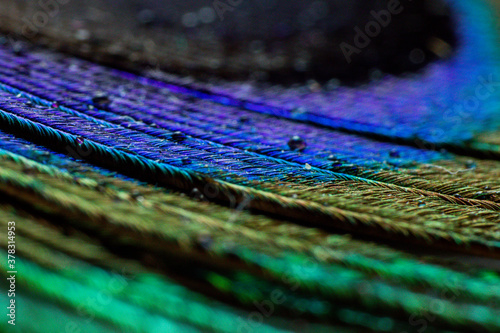 Various views of a peacock feather © Kandarp