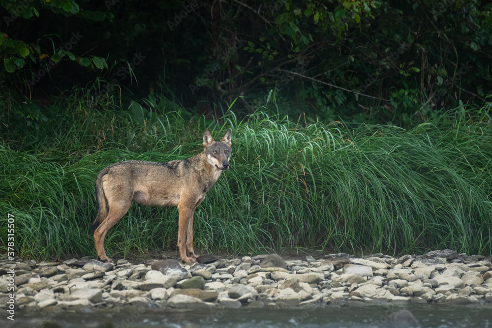 Obraz premium Grey Wolf (Canis lupus) in the natural habitat. Carpathian MOuntains, Bieszczady, Poland.