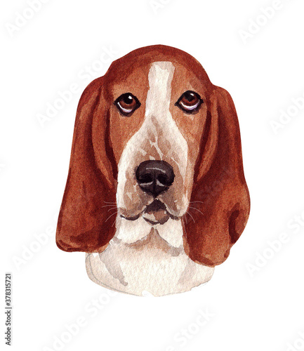 Watercolor illustration of a funny dog. Popular dog breed. Dog. Basset hound. Hand made character isolated on white photo