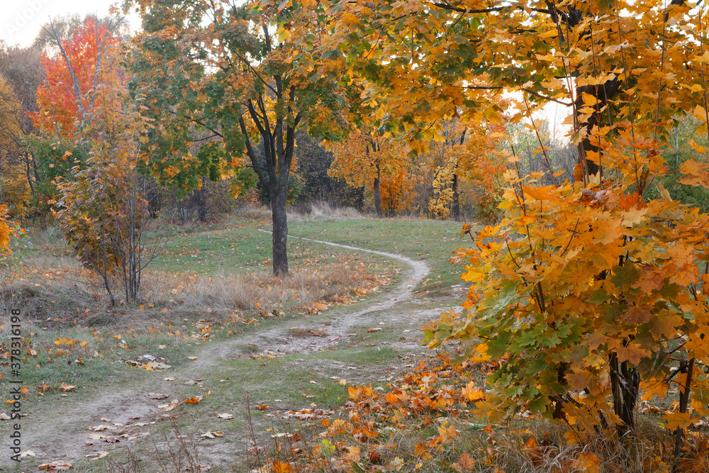 Fototapeta premium Autumn landscape in a city park. Gomel, Belarus