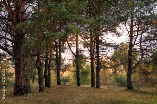 Autumn landscape in a city park. Gomel  Belarus