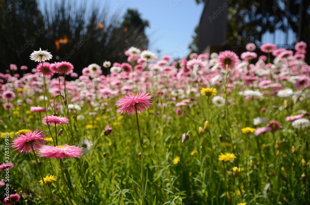 Field of dahlias in pink, yellow and white with trees and sky in background
