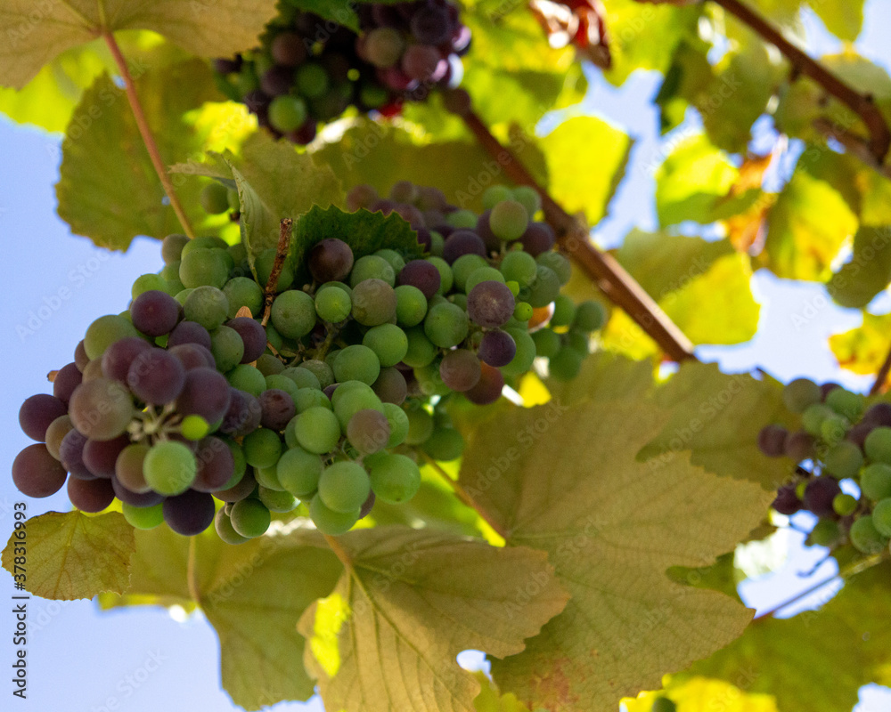 Fototapeta premium grapes in the garden