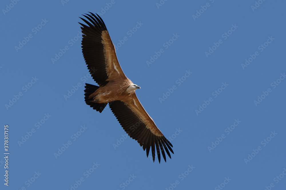 Fototapeta premium Griffon vulture (Gyps fulvus) flying in the blue sky