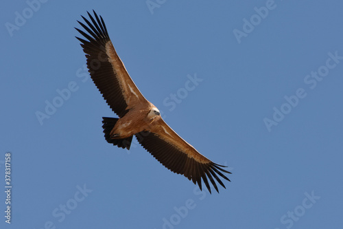 Griffon vulture  Gyps fulvus  flying in the blue sky