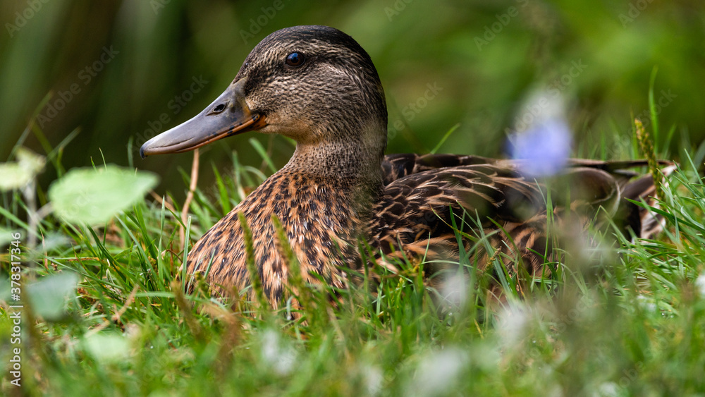 ente, bird, stockente, natur, gras, tier, wild lebende tiere, wild, green ente, bird, stockente, natur, gras, tier, wild lebende tiere, wild, green