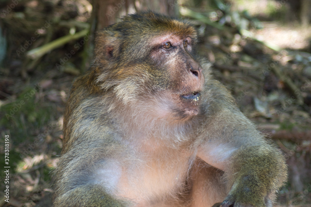 singe singe