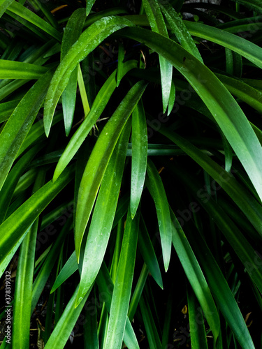 leaves of ornamental plants for natural design background. tropical green flower collection for botanical hobbies.